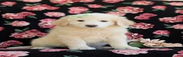 Mixed Breed dogs for sale: Myla - Ad 3
