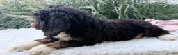 Bernedoodle dogs for sale: Beatrice  - Ad 6