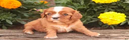 Cavalier King Charles Spaniel dogs for sale: Freddy Cavalier King Charles Spaniel  - Ad 2