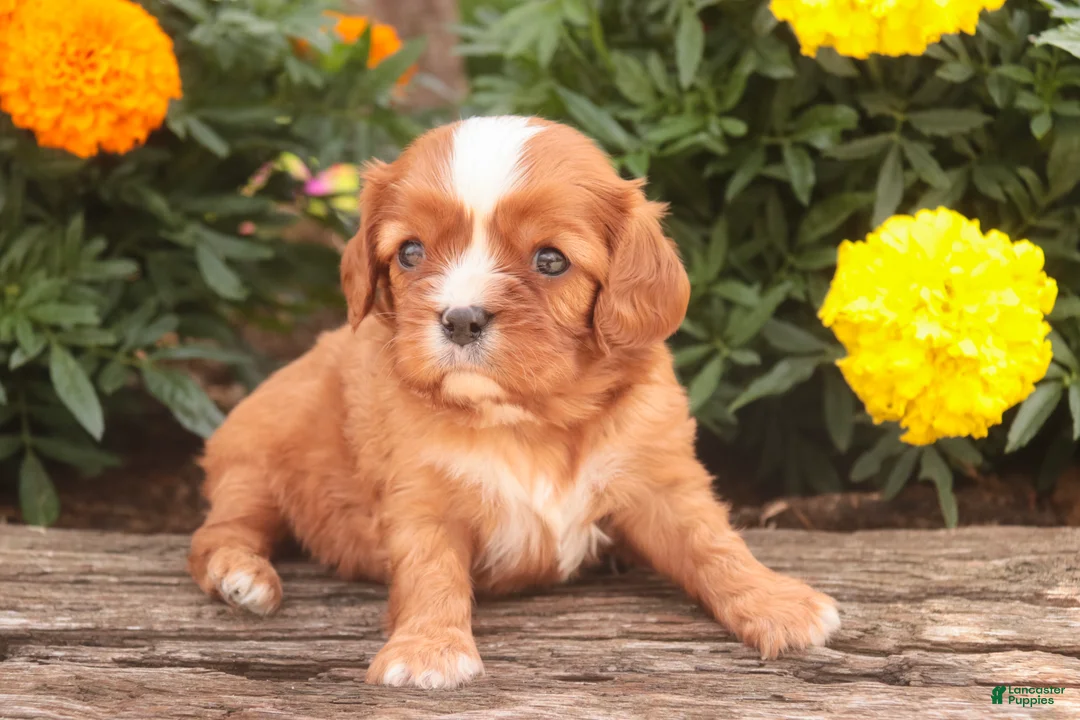 Cavalier King Charles Spaniel dogs for sale: Freddy Cavalier King Charles Spaniel  - Ad 2