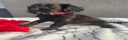 Mixed Breed dogs for sale: Pinky - Ad 3