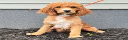 Mixed Breed dogs for sale: Copper - Ad 5