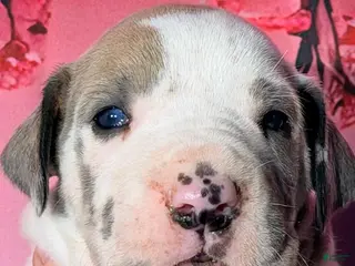 Great Dane dogs Foster - Blue Harlequin - Ad 15