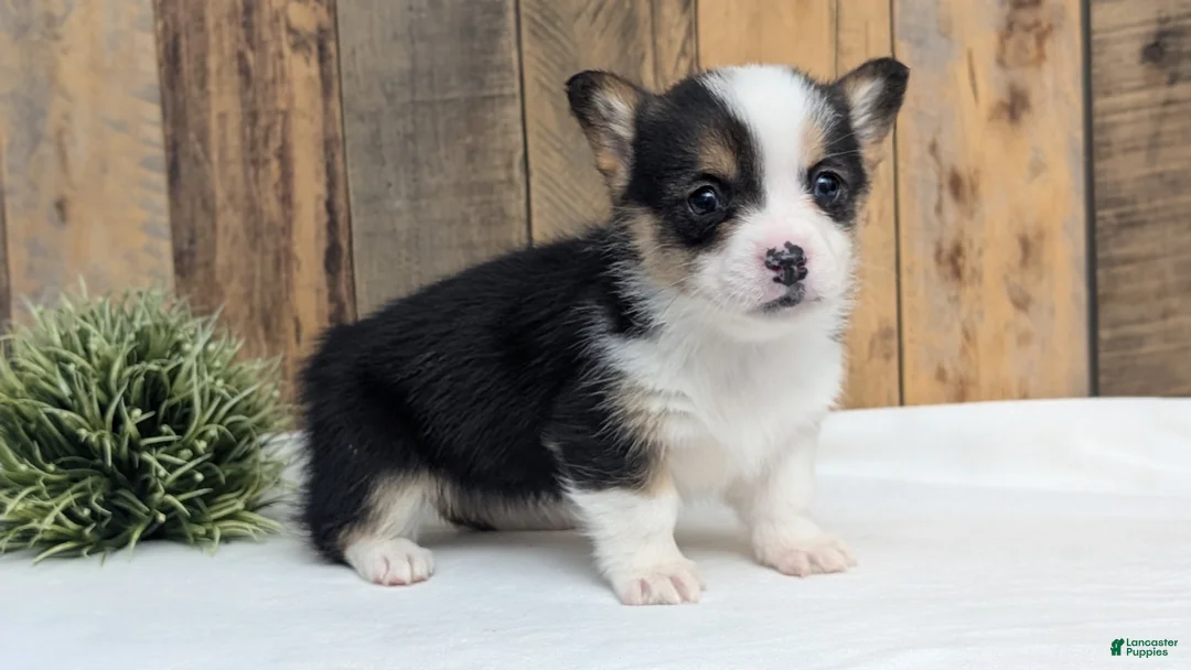 Welsh Corgi Pembroke dogs for sale: Felicity  - Ad 5