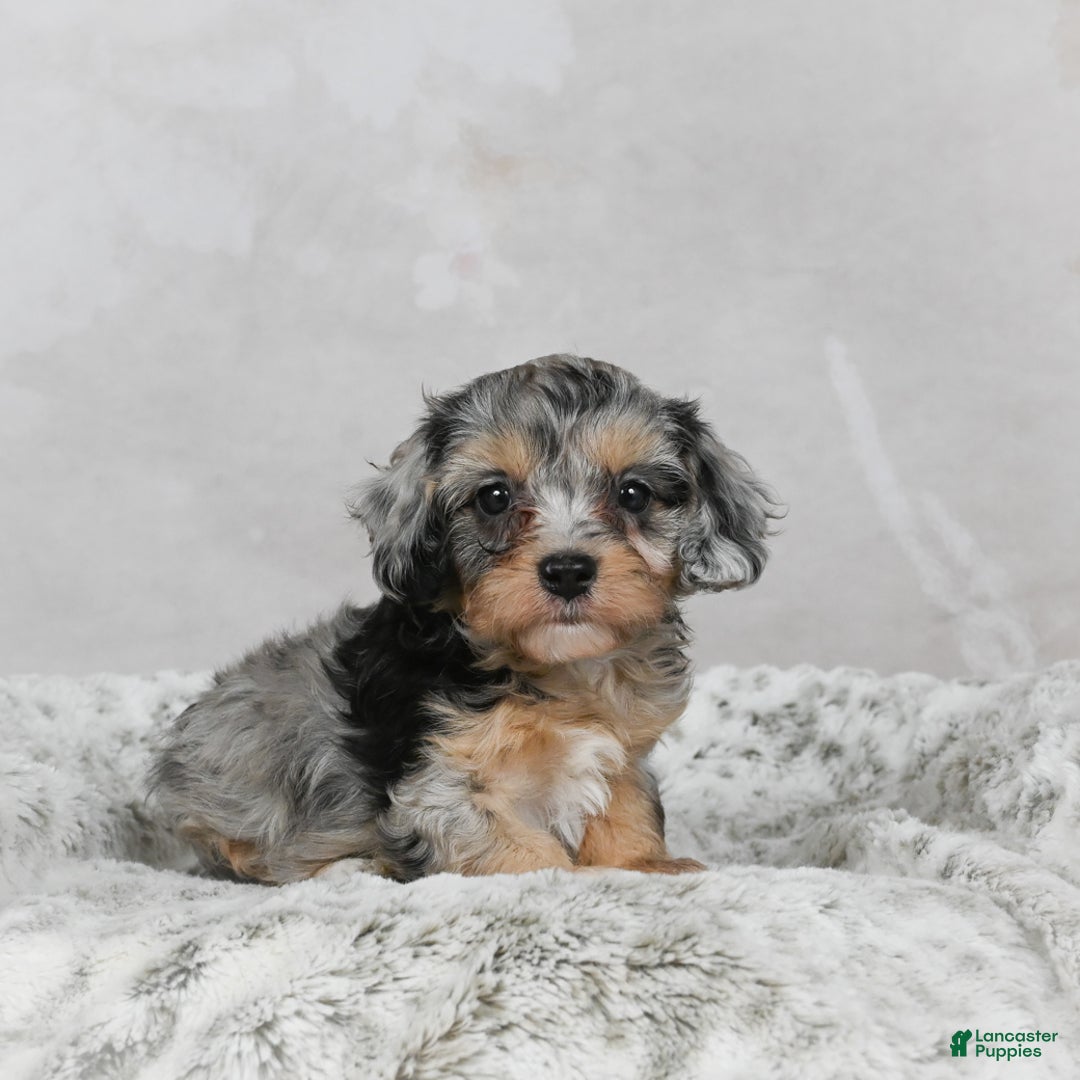 Cavapoo dogs for sale: Luna - Ad 3