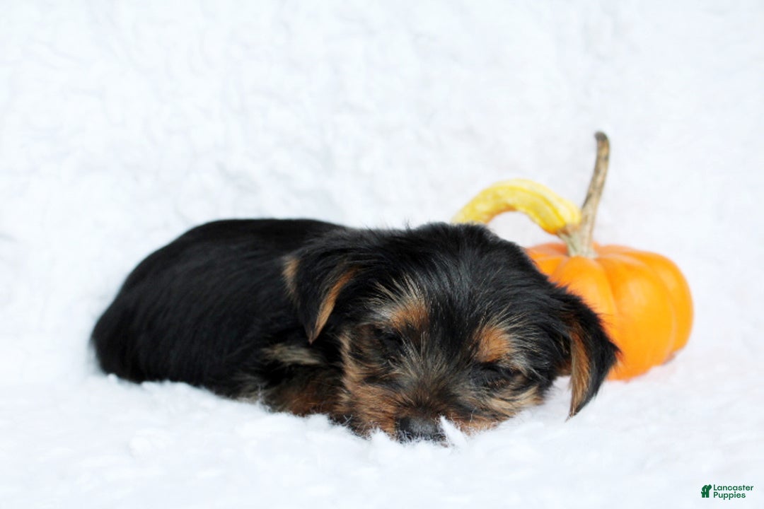Yorkshire Terrier dogs for sale: Abby - Ad 5