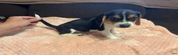Beagle dogs for sale: Beagle 4 - Ad 10