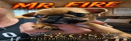 French Bulldog dogs for sale: Fire - Ad 9