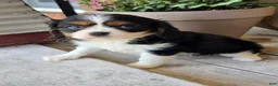 Cavalier King Charles Spaniel dogs for sale: molly - Ad 3