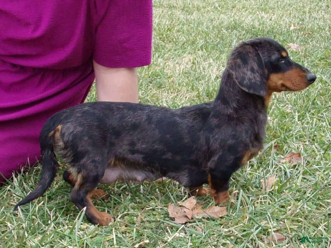 Miniature Dachshund dogs for sale: Bridget - Ad 6