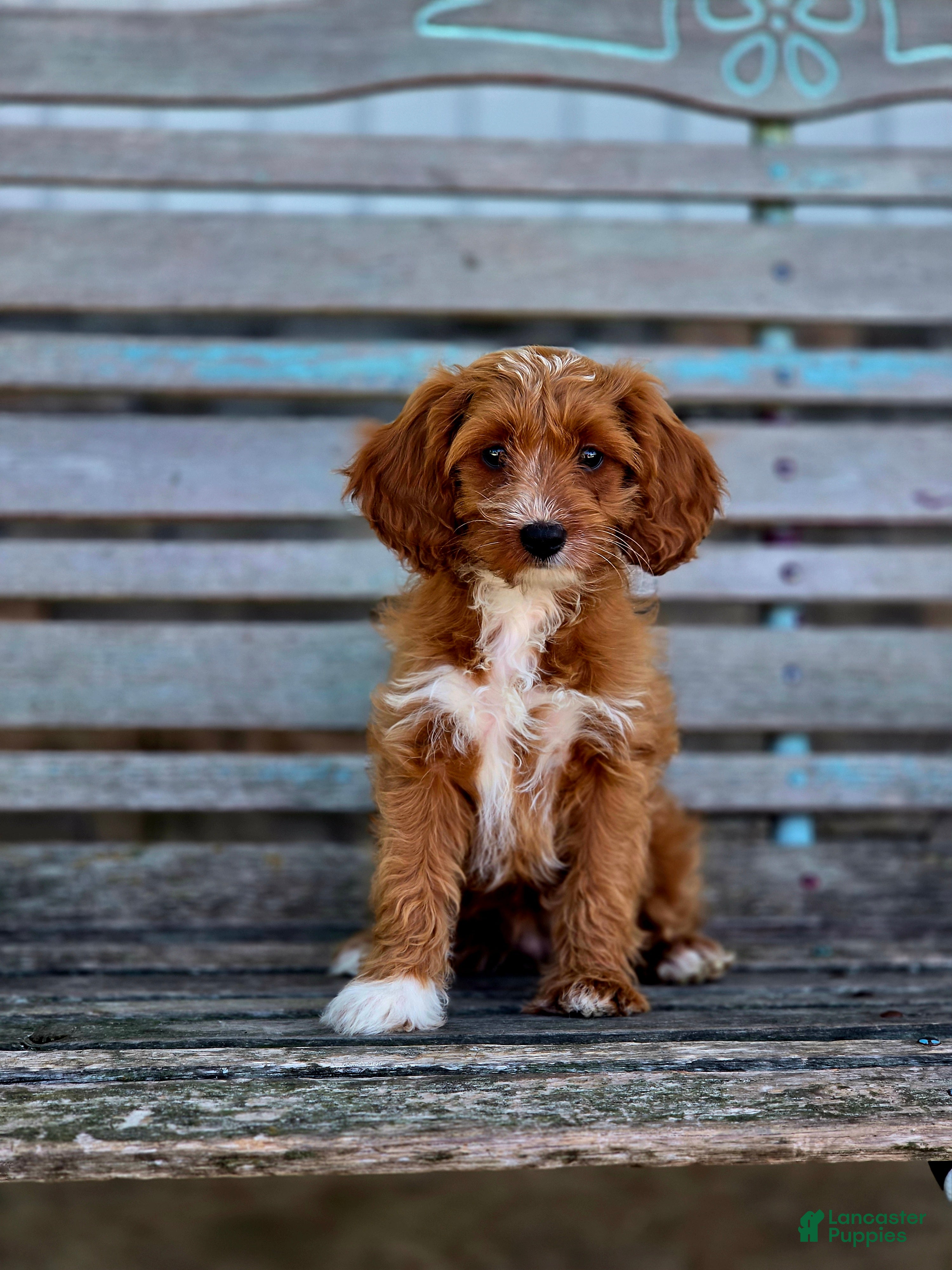 Cavapoo dogs Brie - Ad 1