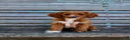 Cavapoo dogs for sale: Brie - Ad 1