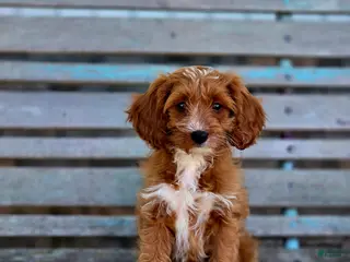Cavapoo dogs for sale: Brie - Ad 3