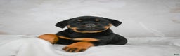 Rottweiler dogs for sale: Beretta - Ad 7