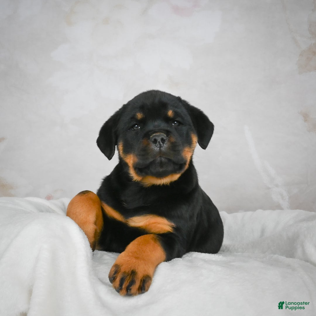 Rottweiler dogs for sale: Beretta - Ad 7