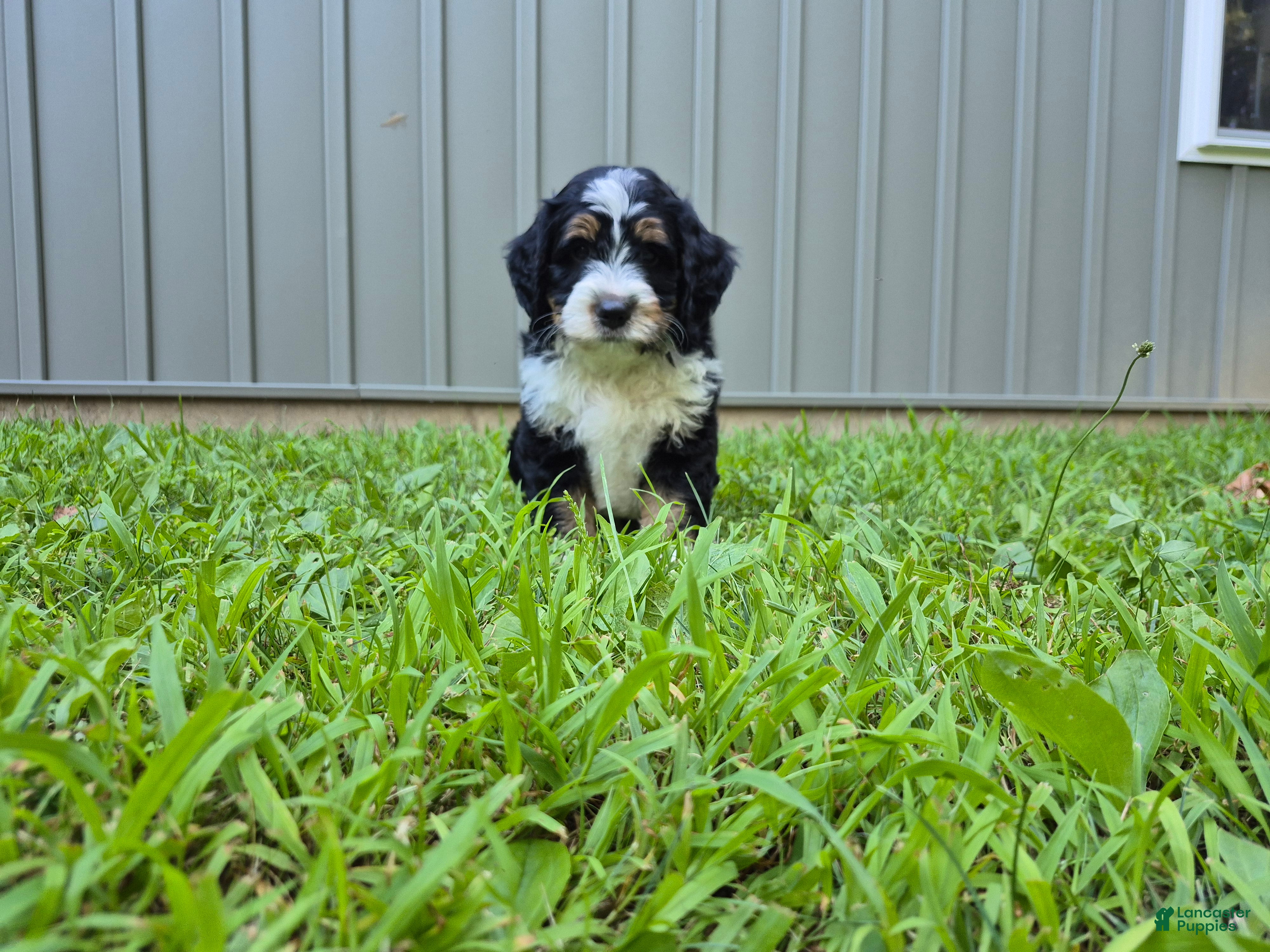 Bernedoodle dogs Duke  - Ad 1