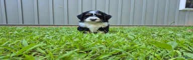 Duke 