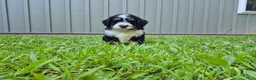 Bernedoodle dogs for sale: Duke  - Ad 1