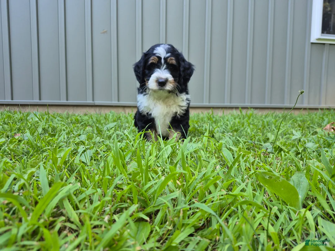 Bernedoodle dogs for sale: Duke  - Ad 1