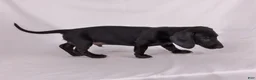 Miniature Dachshund dogs for sale: Paul - Ad 4