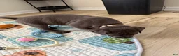 Cane Corso dogs for sale: Fujin - Ad 2