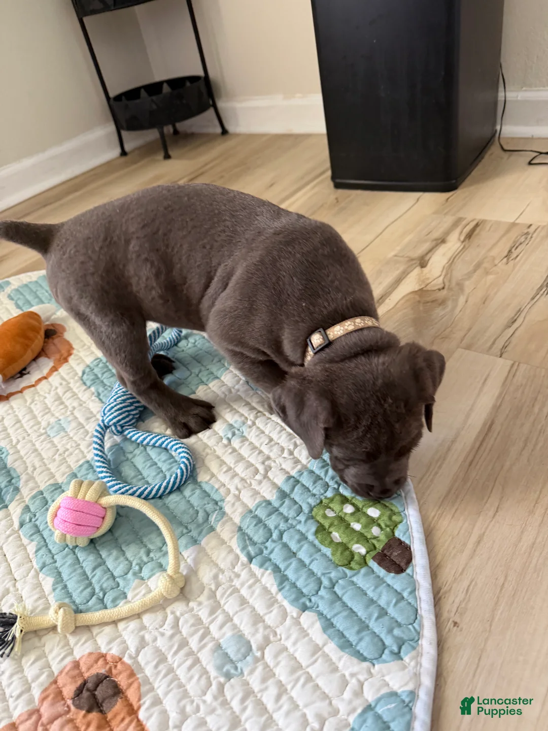 Cane Corso dogs for sale: Fujin - Ad 2