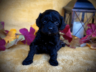 Cockapoo dogs - Ad 17