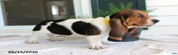 Basset Hound dogs for sale: Chief - Ad 3