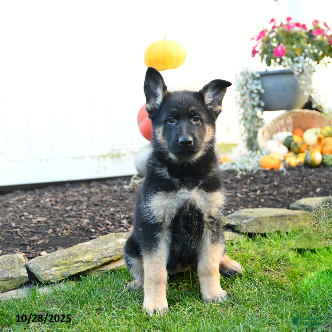 German Shepherd dogs for sale: Valerie - Ad 2