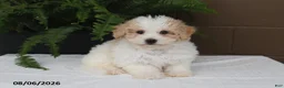 Bichpoo dogs for sale: Kari - Ad 4