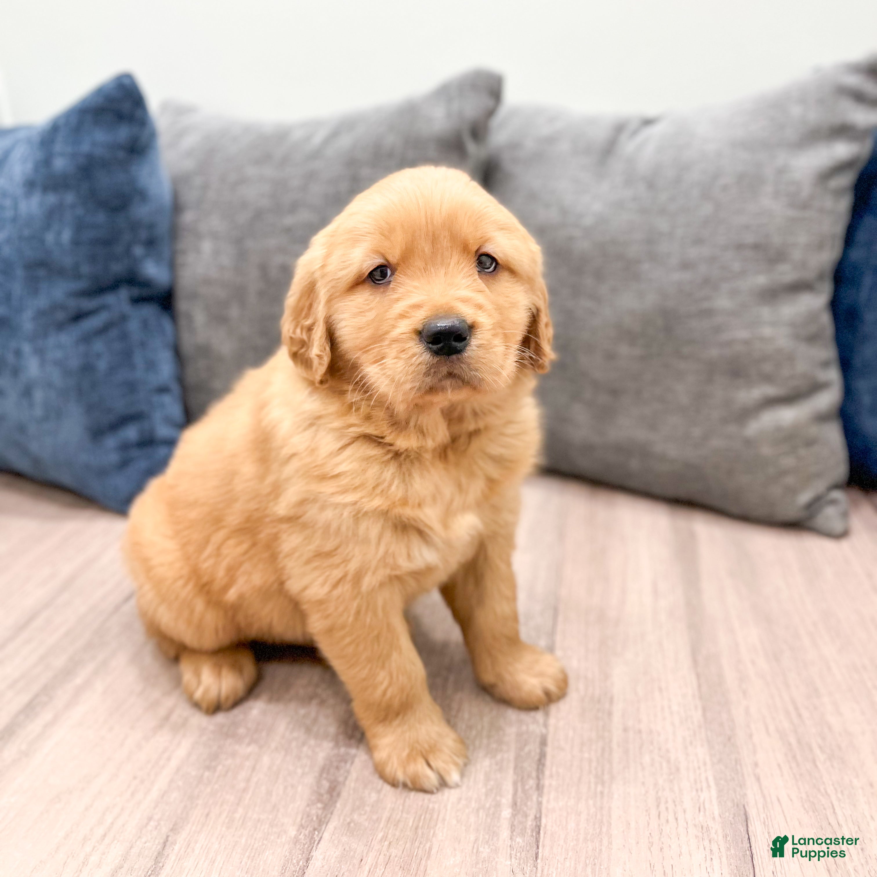 Golden Retriever dogs Max - Ad 1