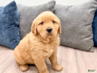 Golden Retriever dogs for sale: Max - Ad 3