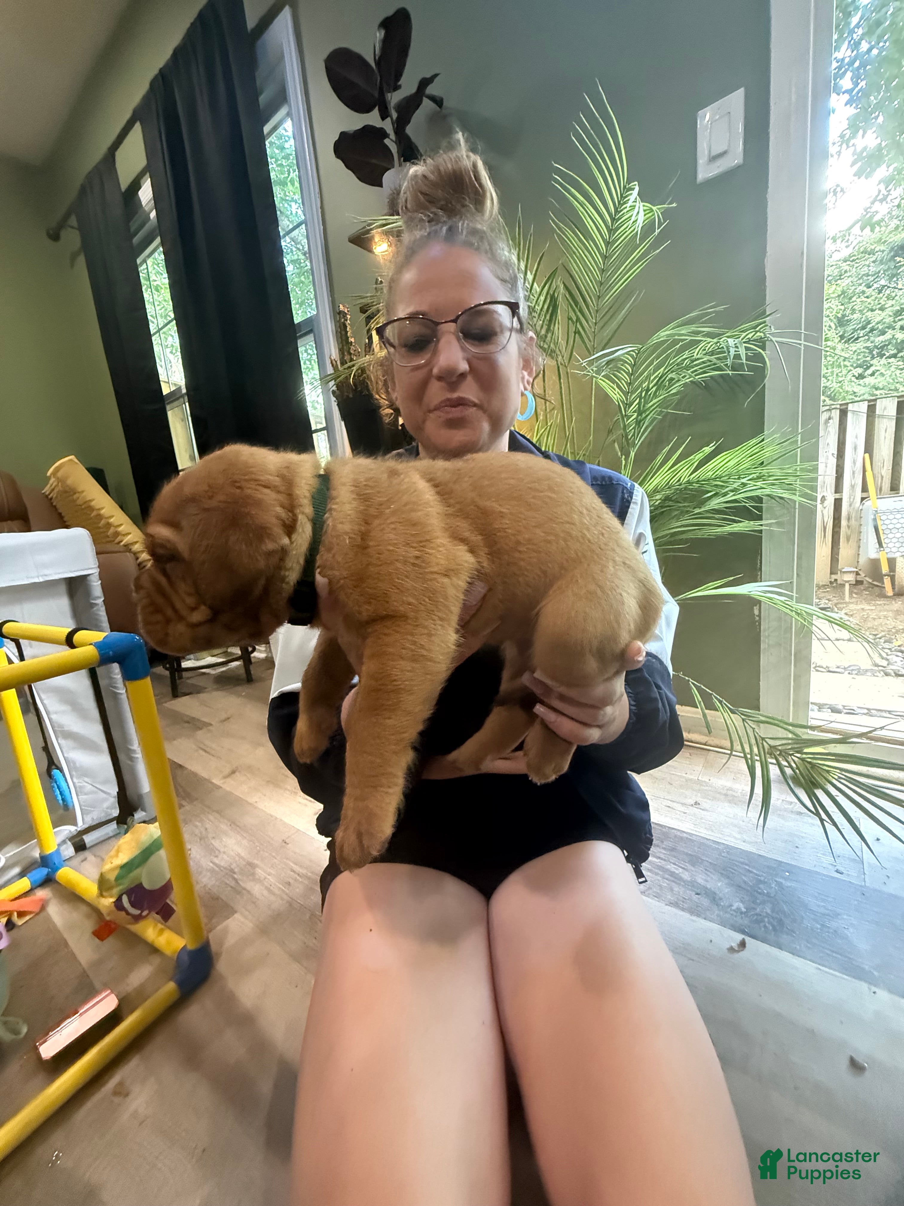Dogue De Bordeaux dogs Dogue De Bordeaux Puppy 11 hunter green - Ad 2