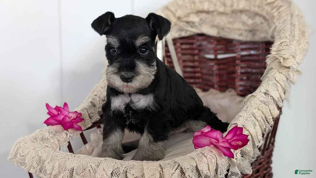 Miniature Schnauzer dogs for sale: Malia - Ad 9