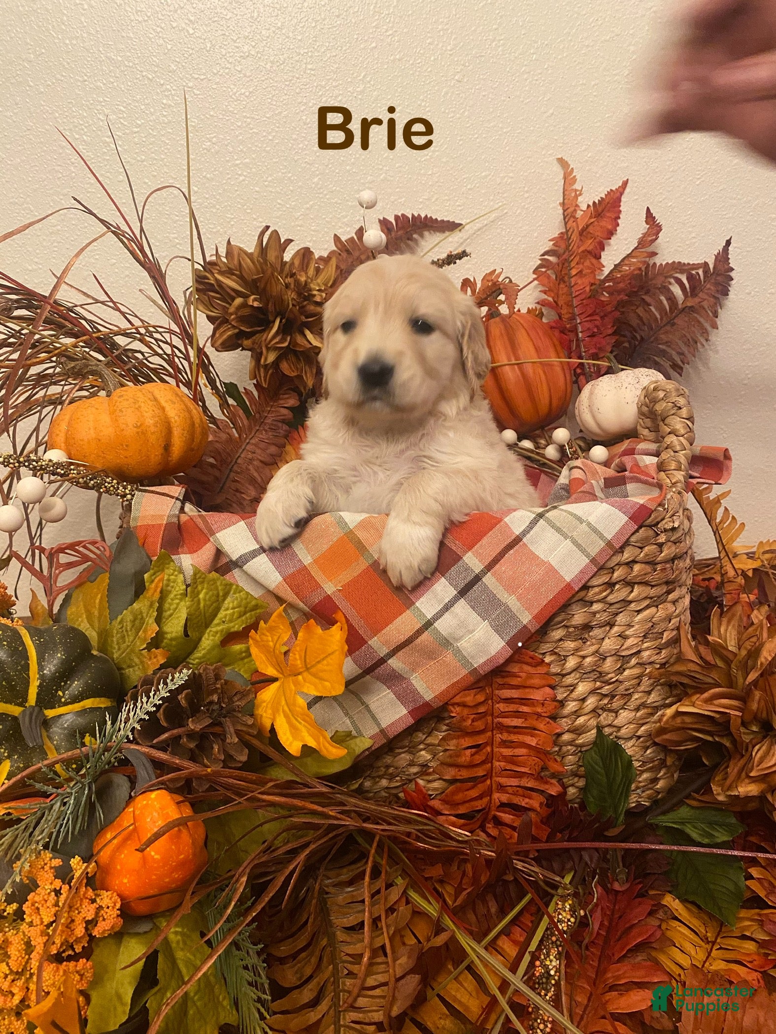 Golden Retriever dogs Brie - Ad 10