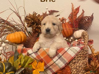 Golden Retriever dogs Brie - Ad 4