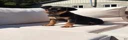 Rottweiler dogs for sale: Candy - Ad 5