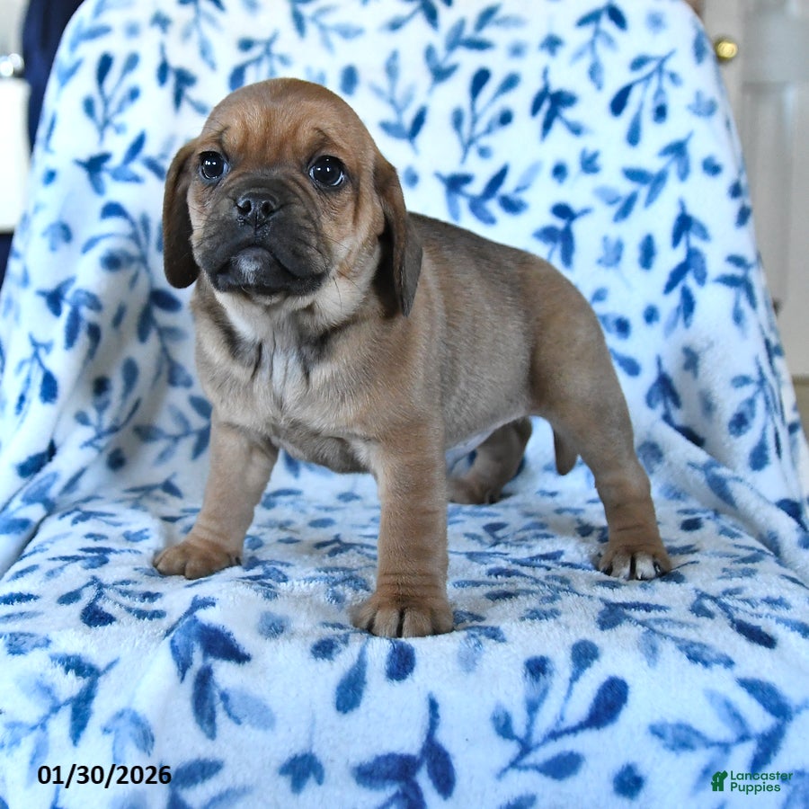 Puggle dogs Sunny  - Ad 6