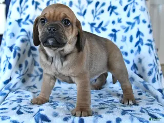 Puggle dogs Sunny - Ad 6