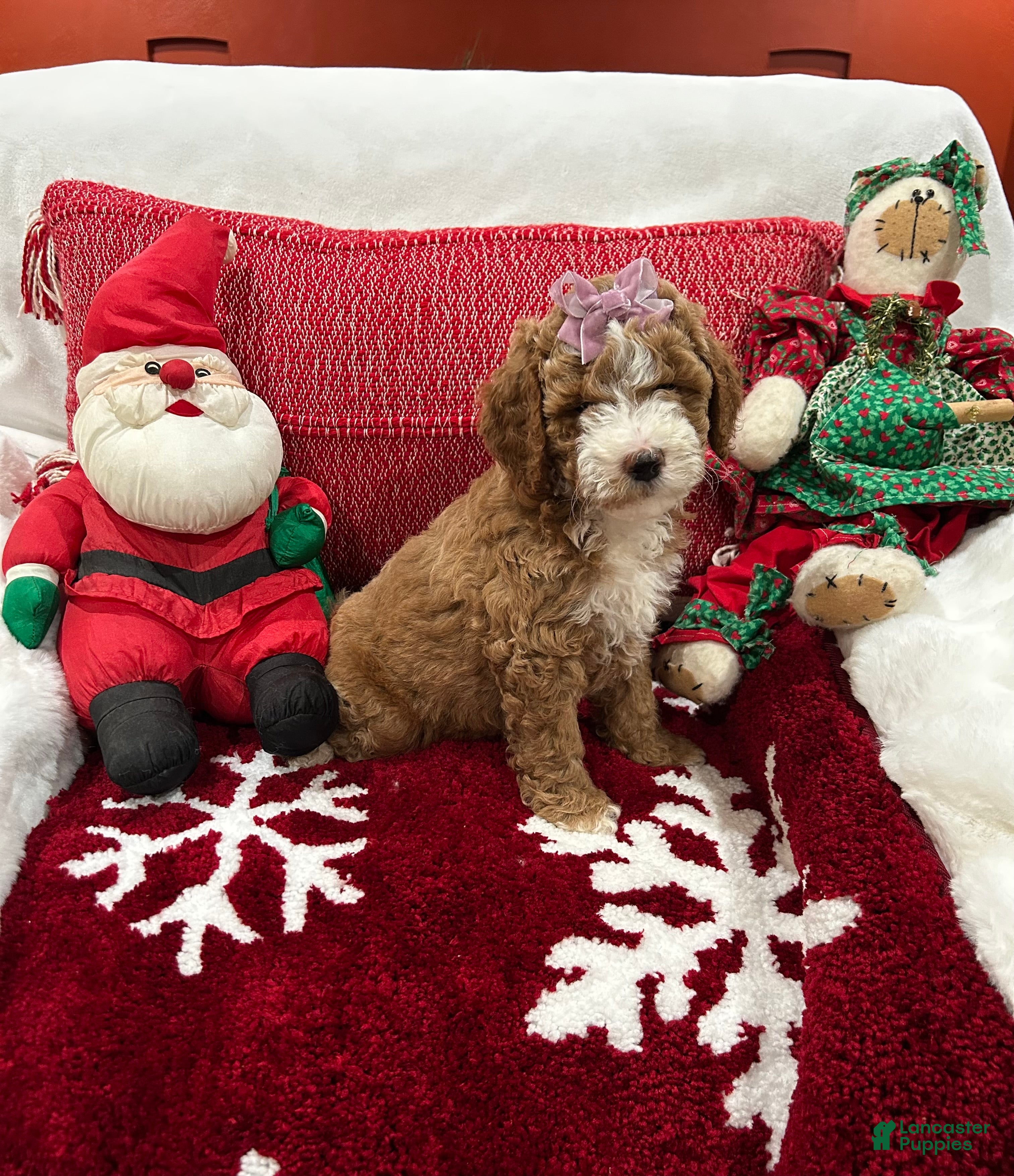 Mini Goldendoodle dogs Petite Tuxedo Mini Goldendoodle Junebug - Ad 1