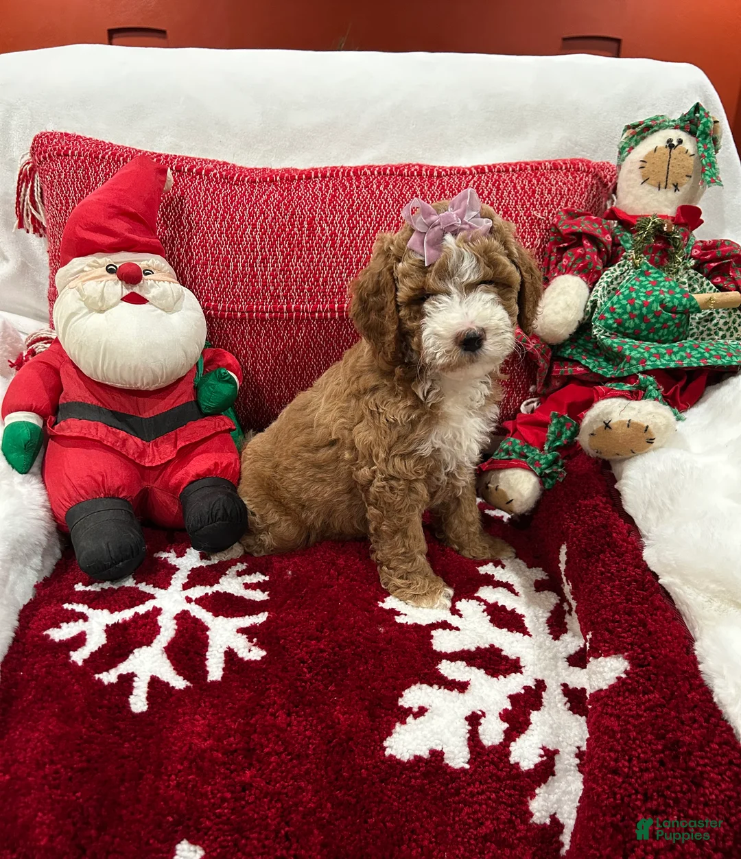 Mini Goldendoodle dogs for sale: Petite Tuxedo Mini Goldendoodle Junebug - Ad 1