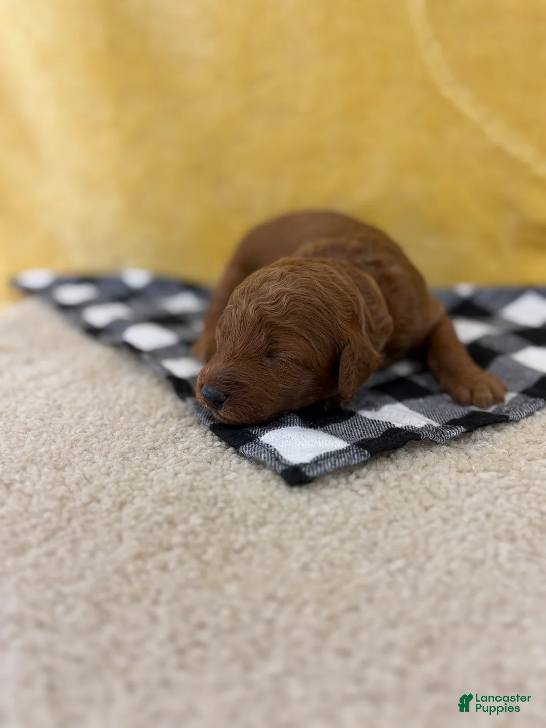 Mini Goldendoodle dogs for sale: Riley - Ad 1