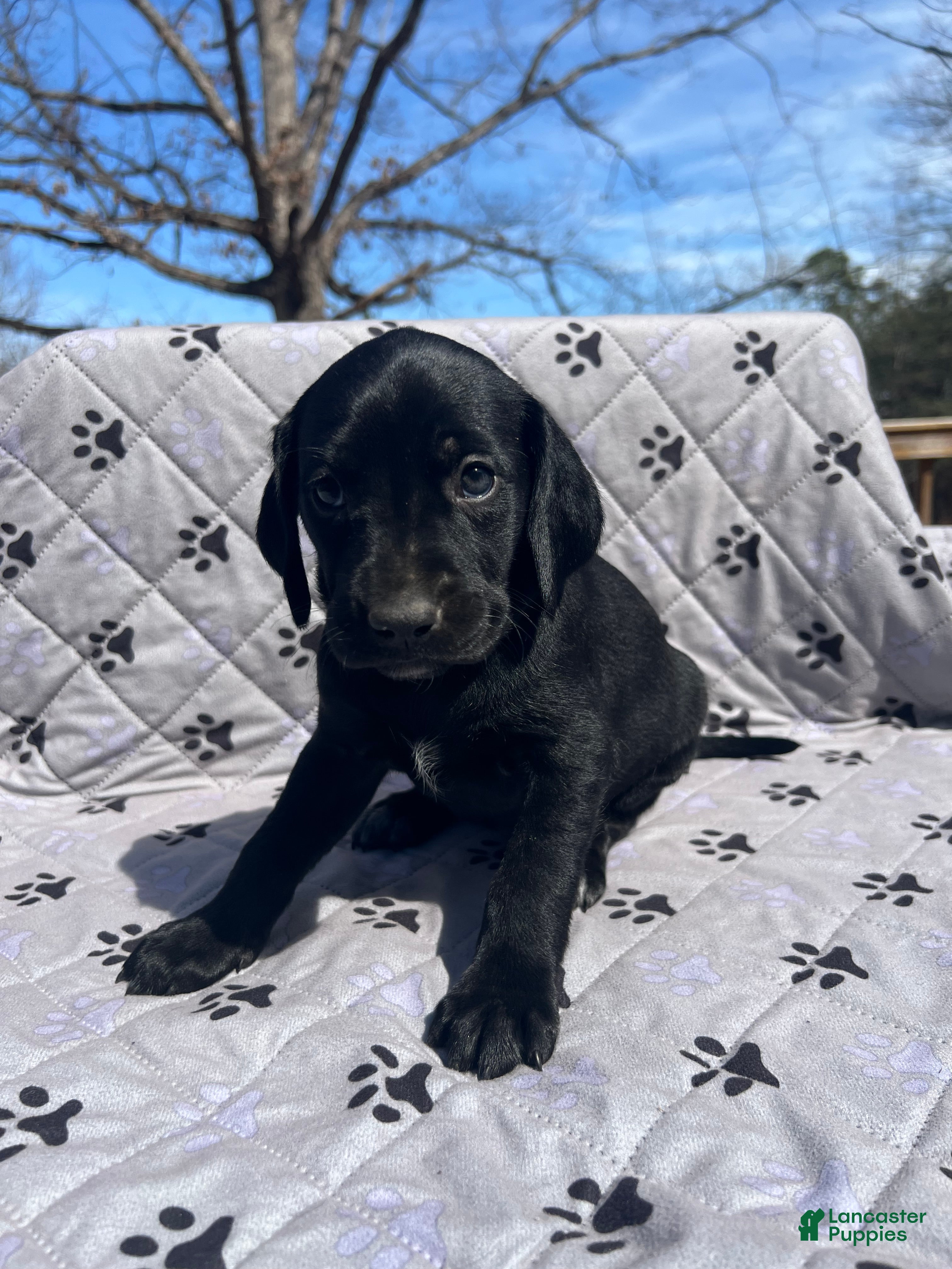 Mixed Breed dogs Mixed Breed Puppy 5 - Ad 2