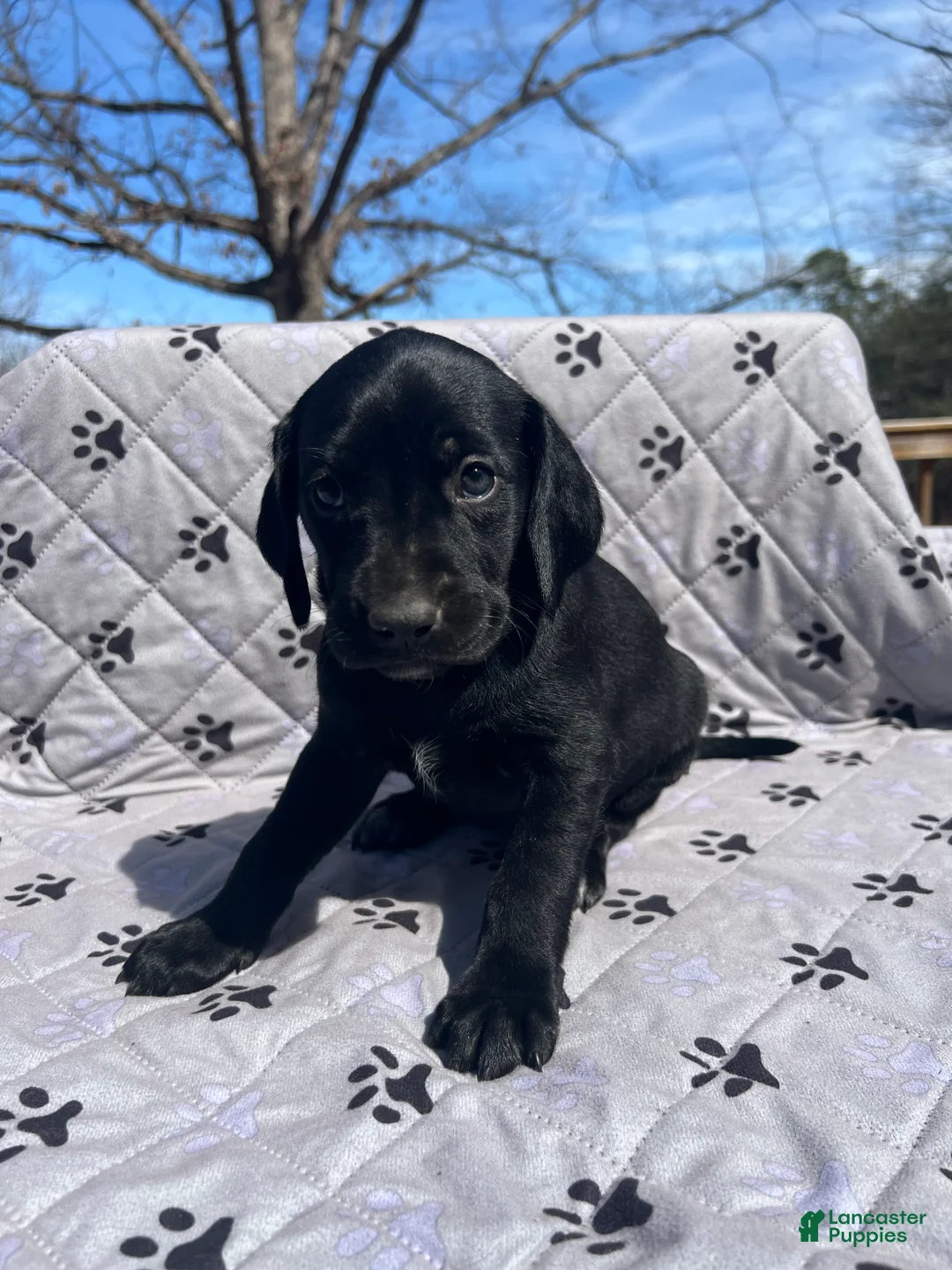 Mixed Breed dogs for sale: Mixed Breed Puppy 5 - Ad 2