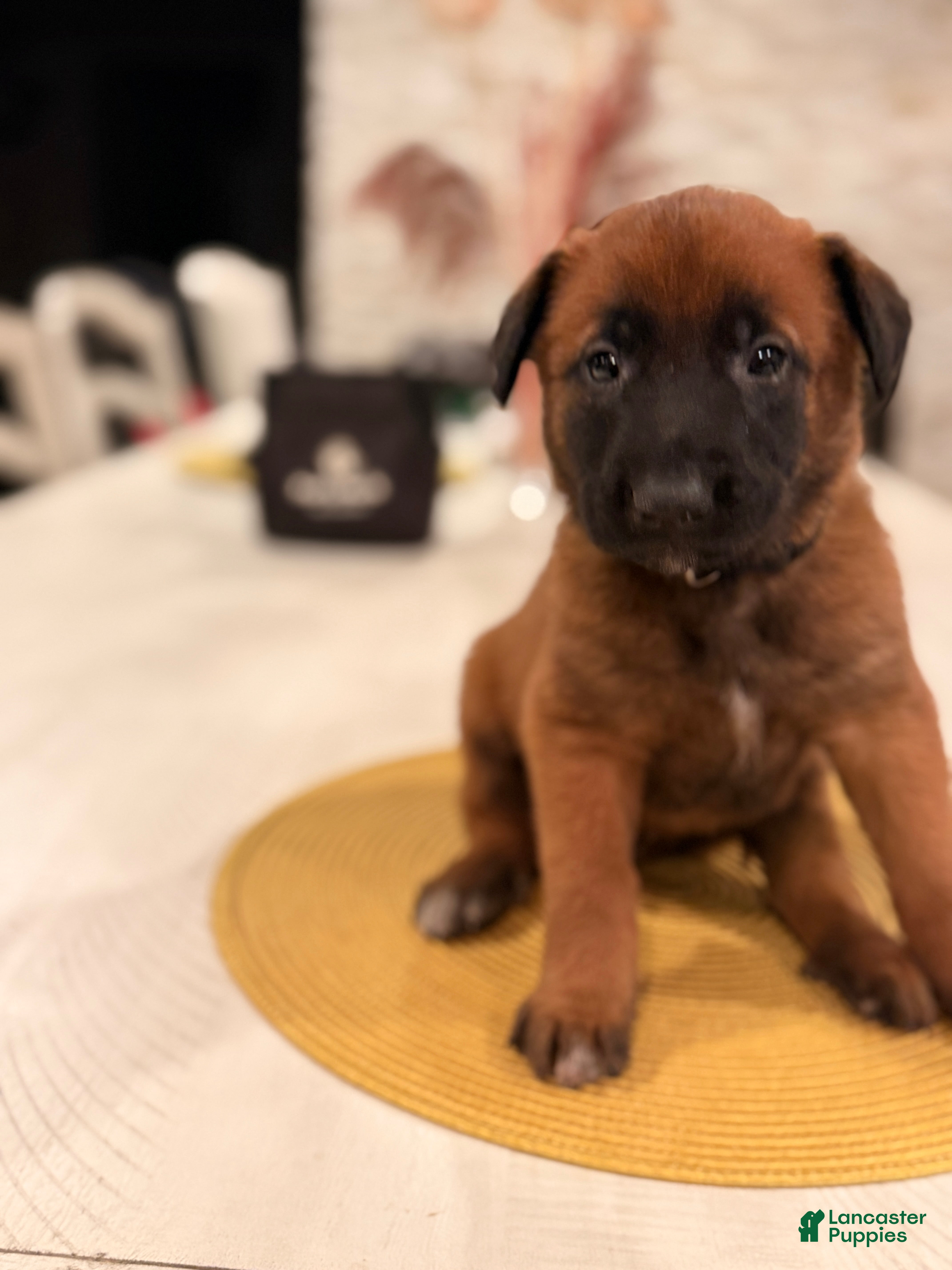 Belgian Malinois dogs for sale: Lt. Aldo - Ad 1