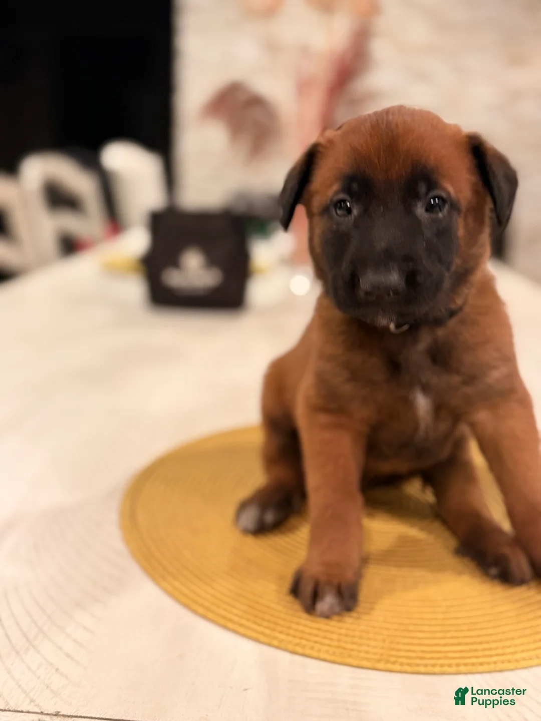 Belgian Malinois dogs for sale: Lt. Aldo - Ad 1