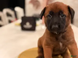 Belgian Malinois dogs for sale: Lt. Aldo - Ad 1