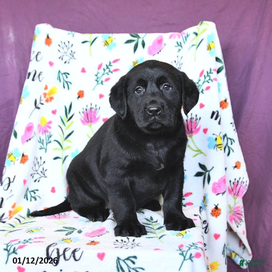 Labrador Retriever dogs for sale: Pearl - Ad 2