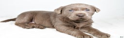 Labrador Retriever dogs for sale: Luna - Ad 13
