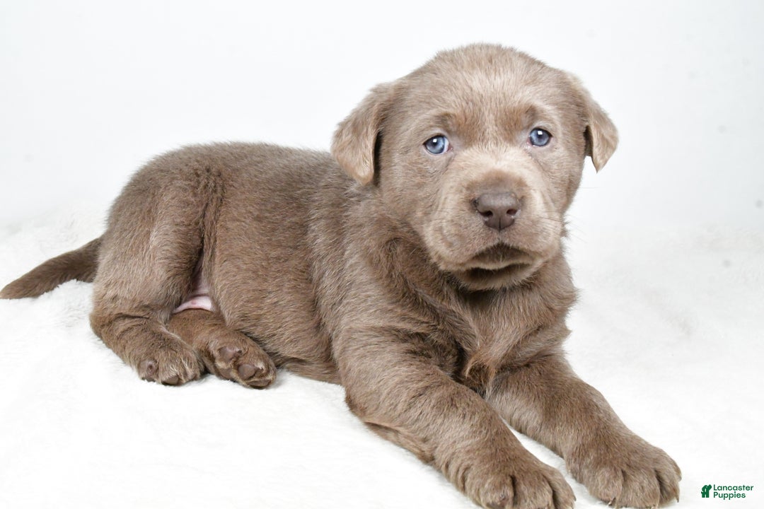 Labrador Retriever dogs for sale: Luna - Ad 13